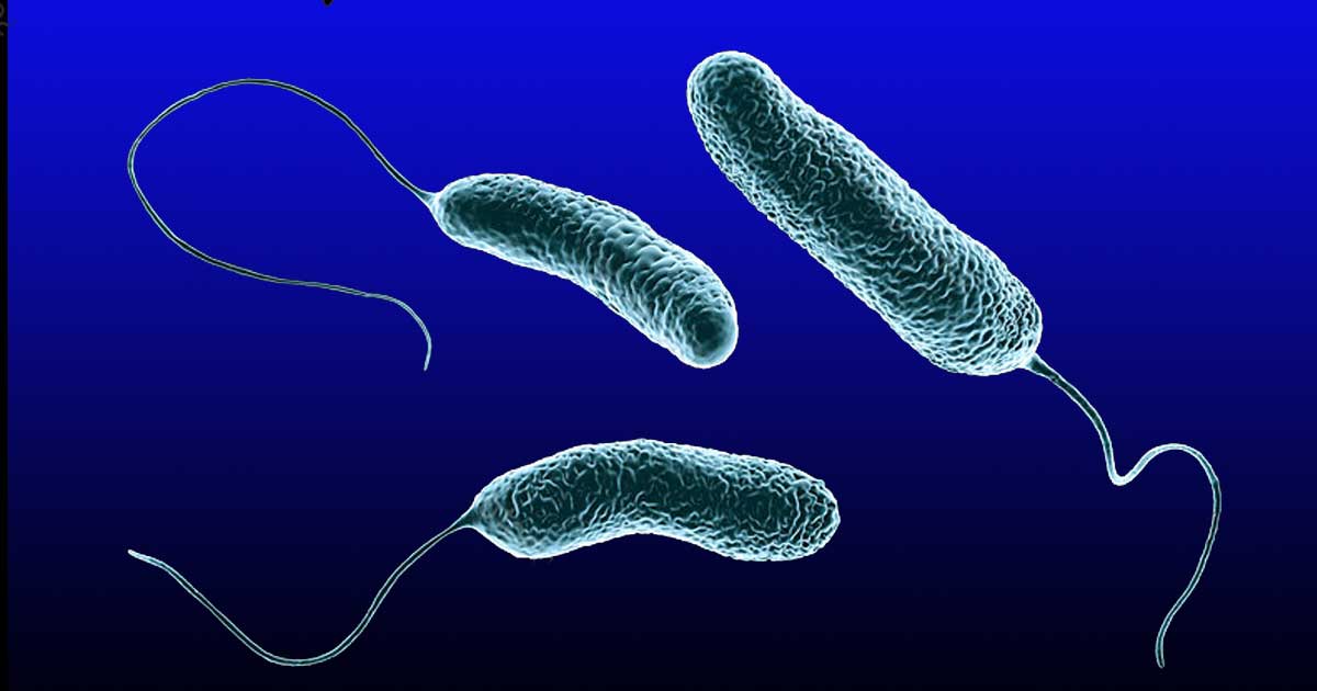 Бактерии ideonella sakaiensis